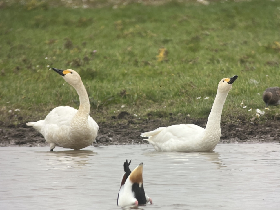 Bewick's swan arrival and recent sightings